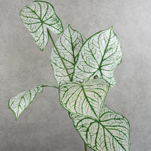 Load image into Gallery viewer, Alocasia Green 60cm

