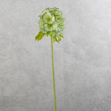 Load image into Gallery viewer, Pristimera Cambodiana Green 56cm
