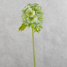 Load image into Gallery viewer, Pristimera Cambodiana Green 56cm
