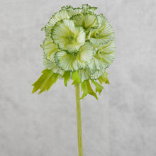 Load image into Gallery viewer, Pristimera Cambodiana Green 56cm
