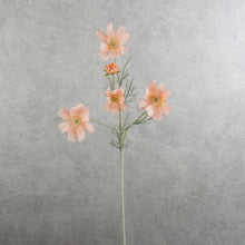 Load image into Gallery viewer, Cosmos 6 Heads Coral 58cm
