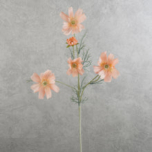 Load image into Gallery viewer, Cosmos 6 Heads Coral 58cm
