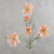 Load image into Gallery viewer, Cosmos 6 Heads Coral 58cm
