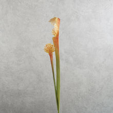 Load image into Gallery viewer, Trumpet Brown 63cm
