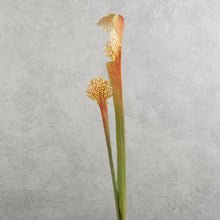 Load image into Gallery viewer, Trumpet Brown 63cm

