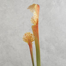 Load image into Gallery viewer, Trumpet Brown 63cm
