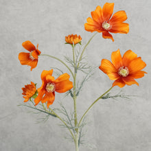 Load image into Gallery viewer, Cosmos 6 Heads Orange 58cm
