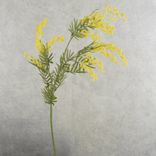 Load image into Gallery viewer, Acacia Yellow 86cm
