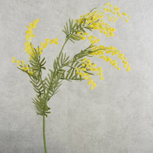 Load image into Gallery viewer, Acacia Yellow 86cm
