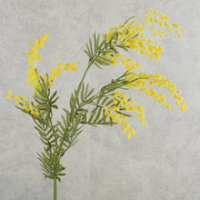 Load image into Gallery viewer, Acacia Yellow 86cm
