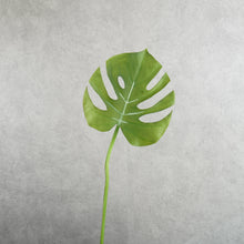 Load image into Gallery viewer, Monstera Green 67cm
