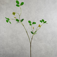 Load image into Gallery viewer, Aglaia Odorata Leaves 72cm
