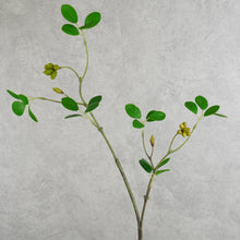 Load image into Gallery viewer, Aglaia Odorata Leaves 72cm
