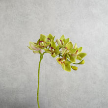 Load image into Gallery viewer, Orchid Cymbidium 10 Heads Green 78cm
