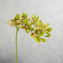 Load image into Gallery viewer, Orchid Cymbidium 10 Heads Green 78cm
