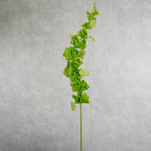 Load image into Gallery viewer, Bell of Ireland Green 90cm
