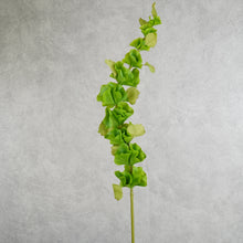 Load image into Gallery viewer, Bell of Ireland Green 90cm
