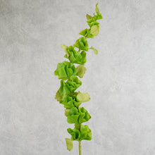 Load image into Gallery viewer, Bell of Ireland Green 90cm
