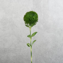 Load image into Gallery viewer, Dianthus Green Ball Dark Green 50cm
