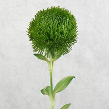 Load image into Gallery viewer, Dianthus Green Ball Dark Green 50cm
