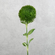 Load image into Gallery viewer, Dianthus Green Ball Dark Green 50cm

