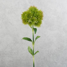 Load image into Gallery viewer, Dianthus Ball Vari Green 49cm
