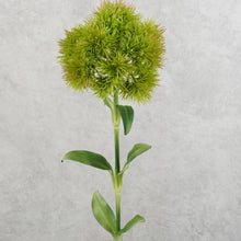 Load image into Gallery viewer, Dianthus Ball Vari Green 49cm
