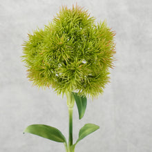 Load image into Gallery viewer, Dianthus Ball Vari Green 49cm
