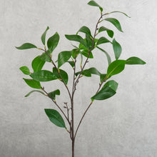 Load image into Gallery viewer, Milano Green 55cm
