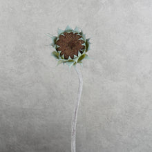 Load image into Gallery viewer, Sunflower Burgundy 60cm
