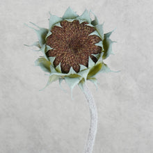 Load image into Gallery viewer, Sunflower Burgundy 60cm
