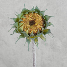 Load image into Gallery viewer, Sunflower Yellow 60cm
