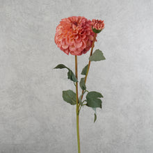 Load image into Gallery viewer, Dahlia Two Heads Coral 70cm
