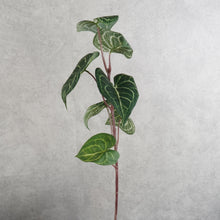 Load image into Gallery viewer, Alocasia Green 69cm
