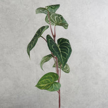 Load image into Gallery viewer, Alocasia Green 69cm
