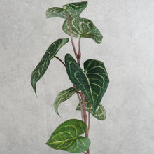 Load image into Gallery viewer, Alocasia Green 69cm
