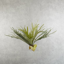 Load image into Gallery viewer, Platycerium Small Green 33cm
