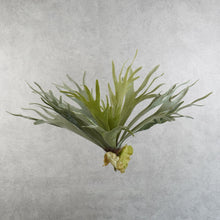 Load image into Gallery viewer, Platycerium Small Green 33cm
