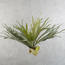 Load image into Gallery viewer, Platycerium Small Green 33cm
