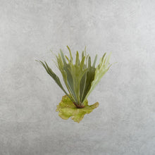 Load image into Gallery viewer, Platycerium Medium Green 51cm
