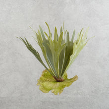 Load image into Gallery viewer, Platycerium Medium Green 51cm
