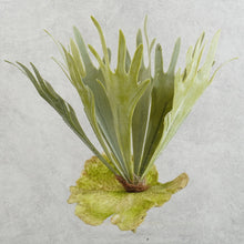 Load image into Gallery viewer, Platycerium Medium Green 51cm
