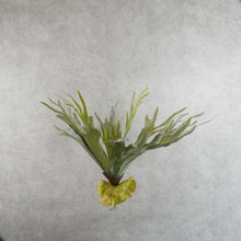 Load image into Gallery viewer, Platycerium Large Green 55cm
