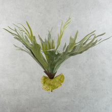 Load image into Gallery viewer, Platycerium Large Green 55cm
