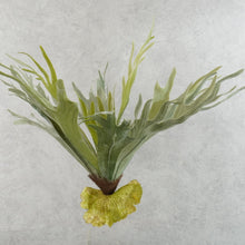 Load image into Gallery viewer, Platycerium Large Green 55cm
