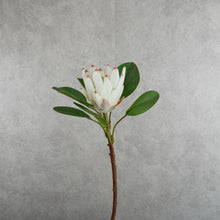 Load image into Gallery viewer, King Protea Cream 73cm
