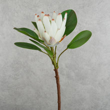Load image into Gallery viewer, King Protea Cream 73cm
