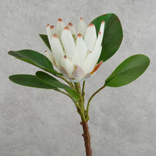 Load image into Gallery viewer, King Protea Cream 73cm
