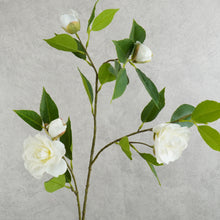 Load image into Gallery viewer, Camellia White 87cm
