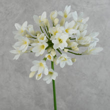 Load image into Gallery viewer, Agapanthus White 75cm
